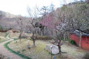 20150227紅梅コウバイ　鹿児島紅 (2)